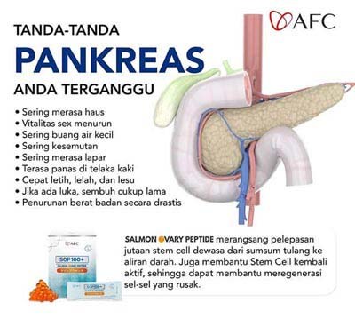 Pankreas-1-1-1.jpg
